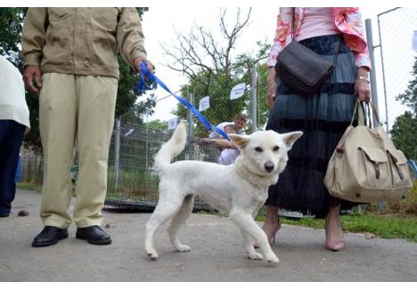 GATA DE "TĂIERE". Primăria vrea să-i oblige pe toţi proprietarii de câini din Oradea şi Zona Metropolitană să-şi sterilizeze animalele în scop preventiv, pentru a evita înmulţirea lor în cazul în care stăpânii le vor abandona în stradă